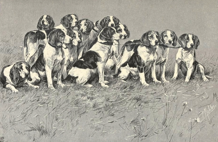 Meute de beagles à MM. de la Borde - Illustration tirée de La Chasse du chevreuil - Comte de Chabot (1879) - Firmin-Didot (Paris) - BnF (Gallica) - Ra
